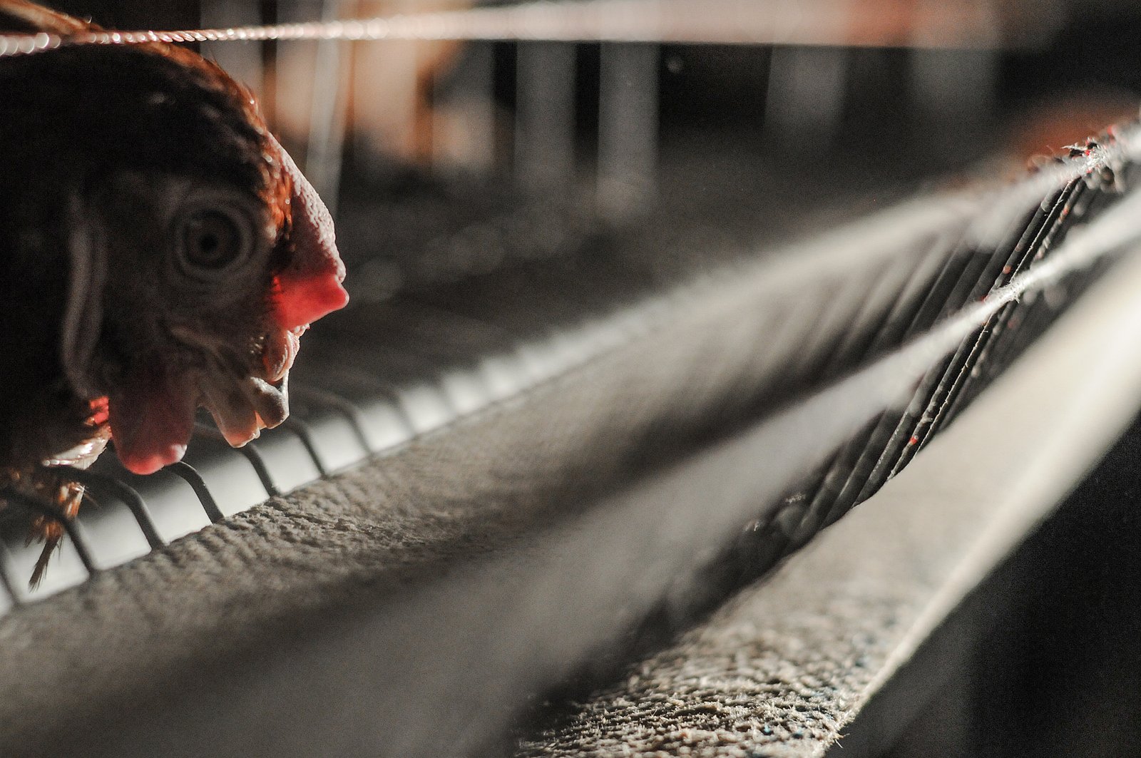 Baixa oferta limita aquisição de ovos de galinhas livres nas regiões Norte e Nordeste
