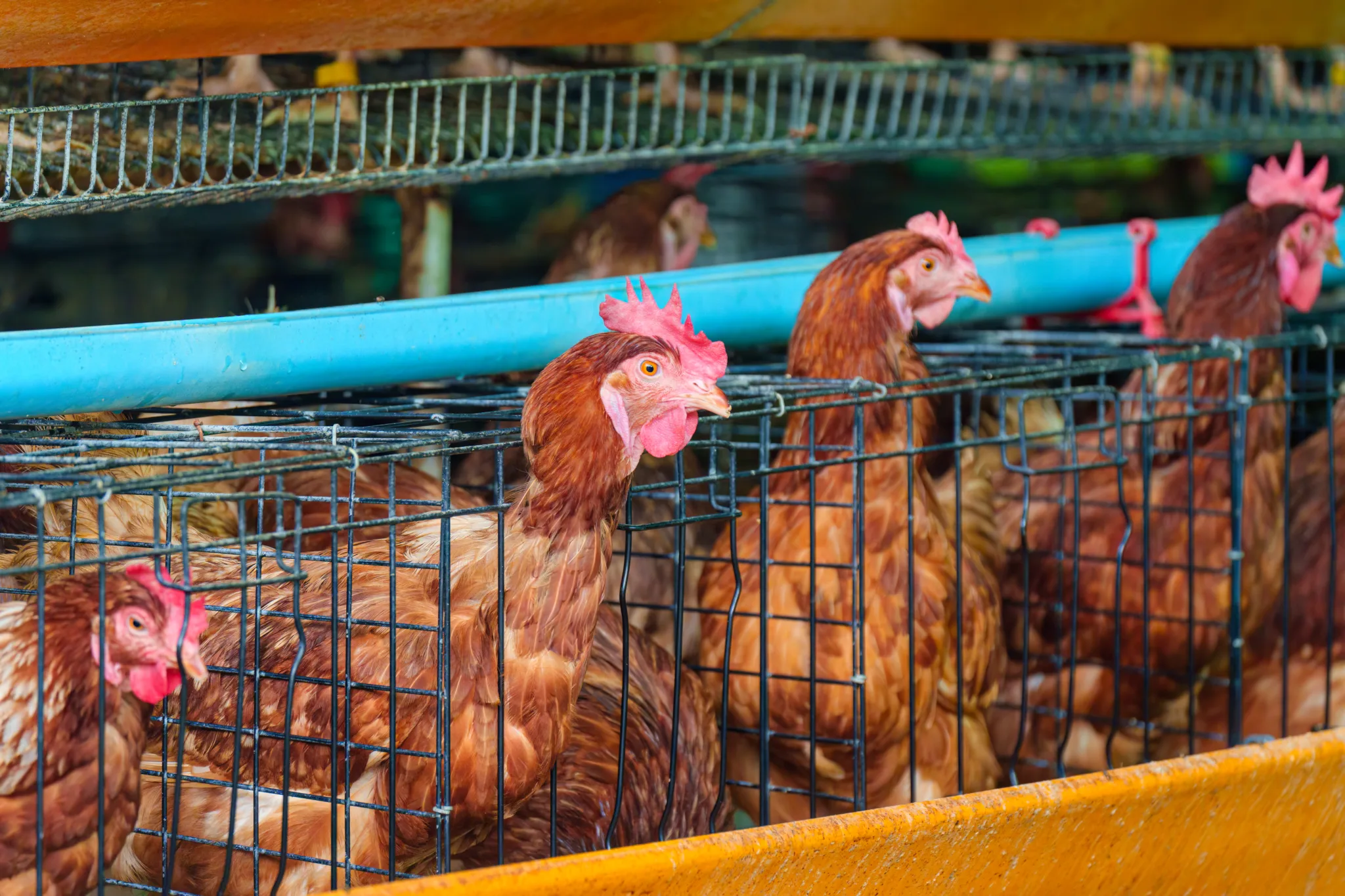 Observatório do Ovo: maioria dos supermercadistas não é transparente com compromissos de bem-estar animal