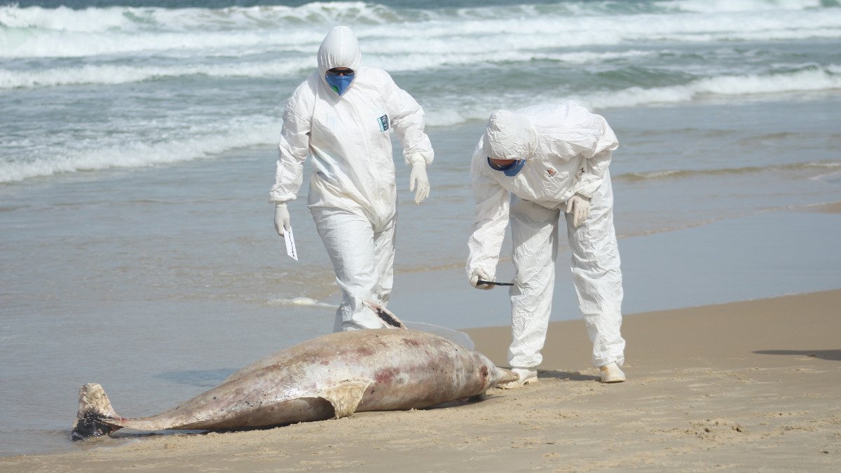 Em 2024, 31 golfinhos foram encontrados mortos nas praias de Florianópolis