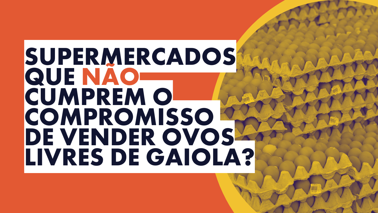 Galinhas Livres | Conheça o ranking de transparência de supermercadistas na venda de ovos livres de gaiola