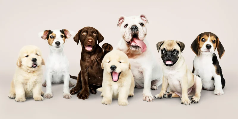 Agenda Legislativa Animal 2025 é lançada no Congresso