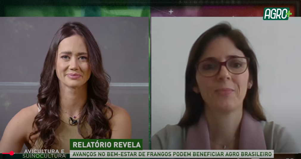 Relatório aponta oportunidades de avanço no bem-estar de frangos