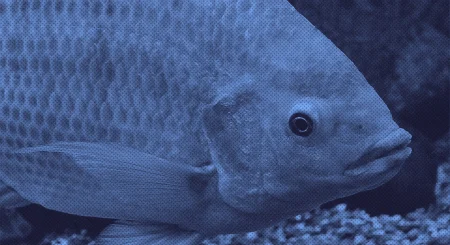Observatório do Peixe 2ª edição