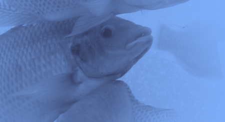 Webinar inédito propõe debate sobre o bem-estar animal como motor para uma piscicultura mais ética e sustentável