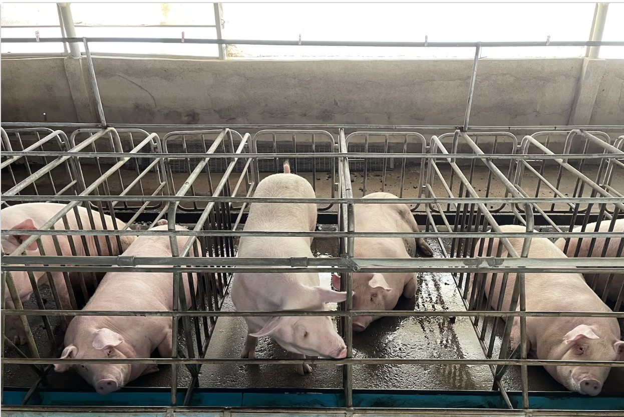 Suinocultura brasileira avança em bem-estar animal, aponta 6ª edição do Observatório Suíno Suinocultura brasileira avança em bem-estar animal, aponta 6ª edição do Observatório Suíno