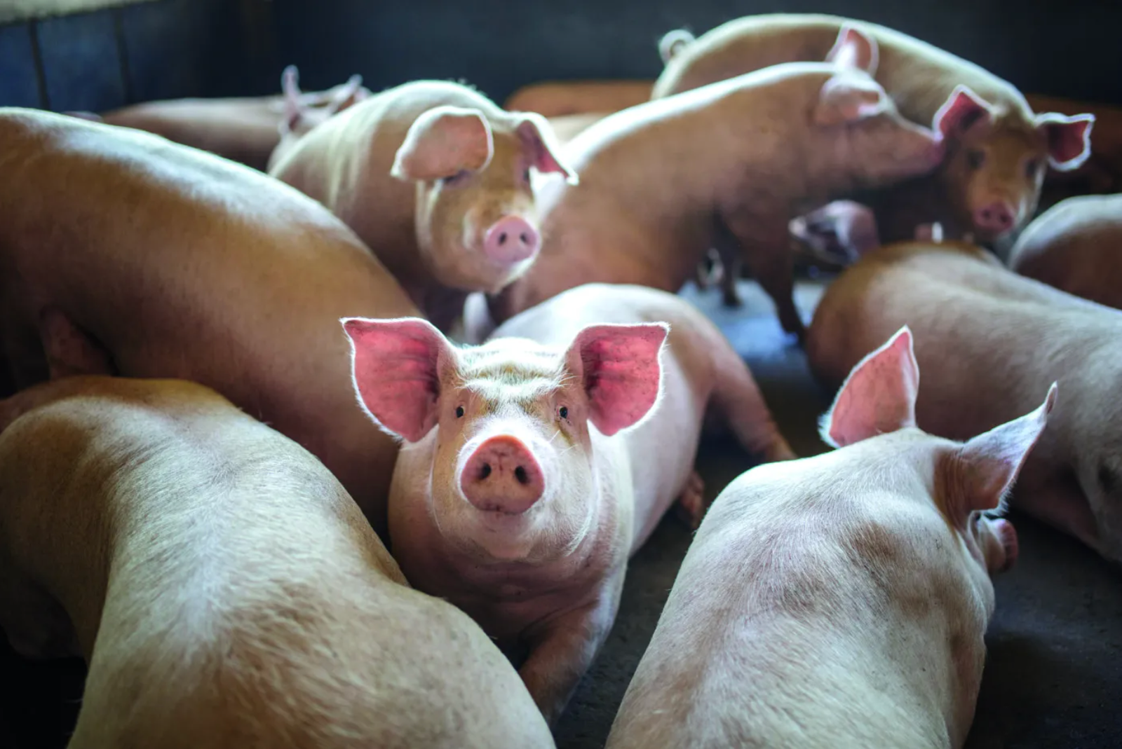 Indústria avança com compromissos de bem-estar de suínos, aponta levantamento inédito Indústria avança com compromissos de bem-estar de suínos, aponta levantamento inédito