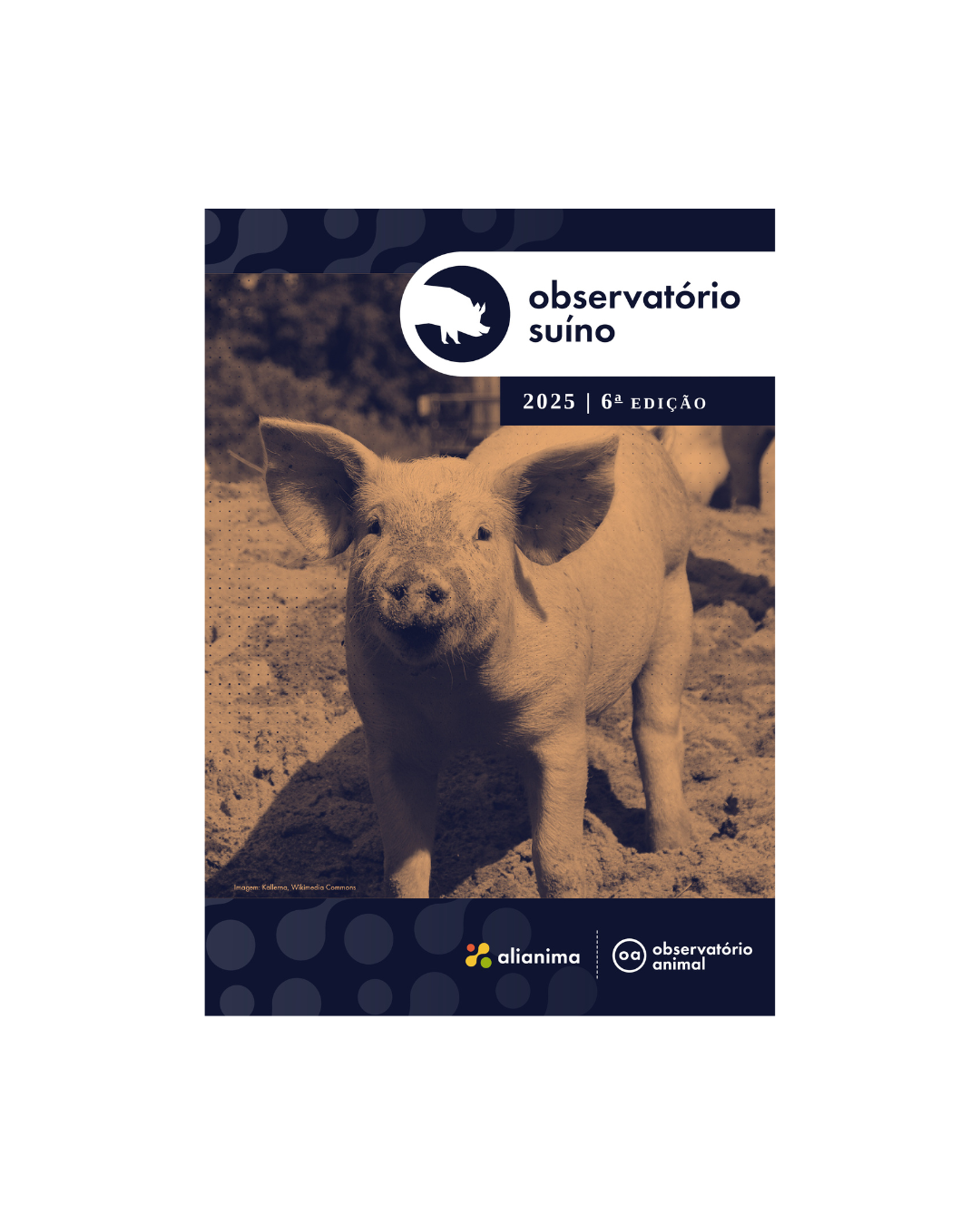 Indústria avança com compromissos de bem-estar de suínos, aponta levantamento inédito