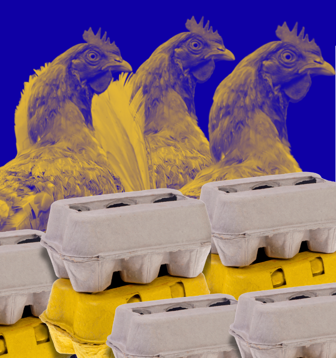 Alianima envia Nota Técnica sobre projeto que propõe transparência nos rótulos de ovos