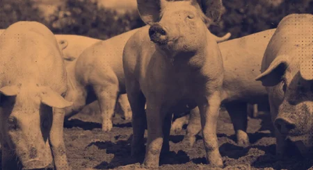 Observatório Suíno 6ª Edição