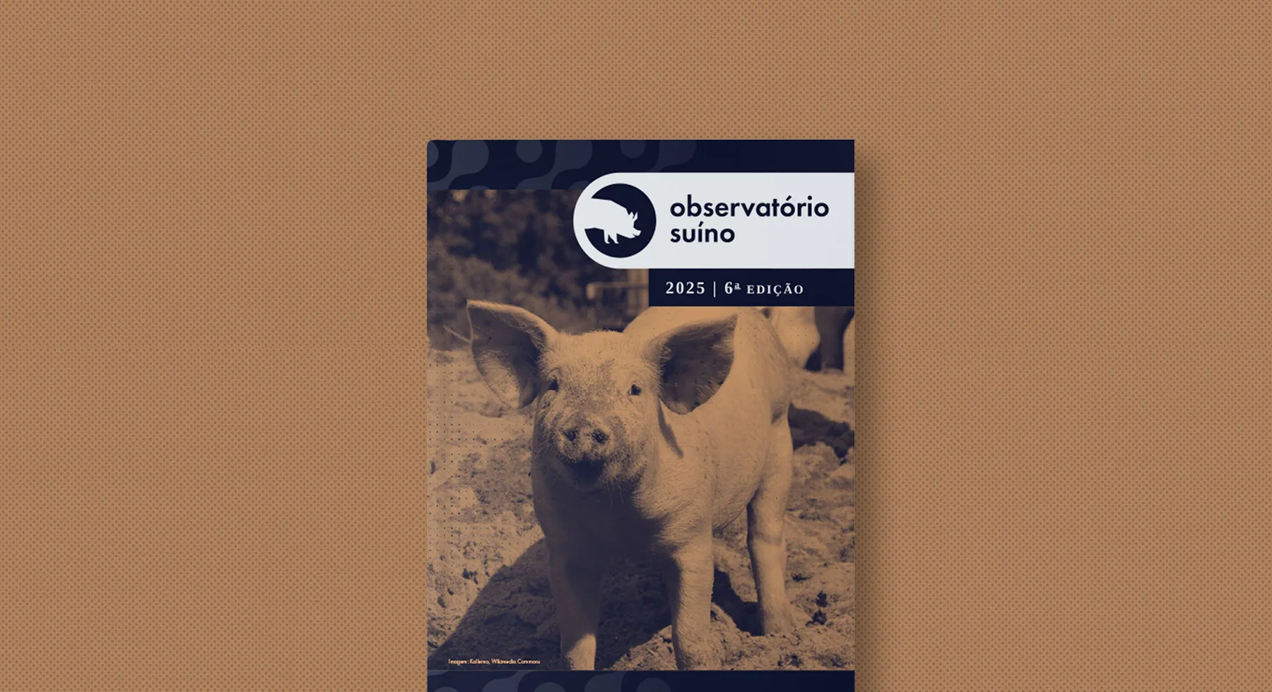 Acesse a 6ª edição do Observatório Suíno Acesse a 6ª edição do Observatório Suíno