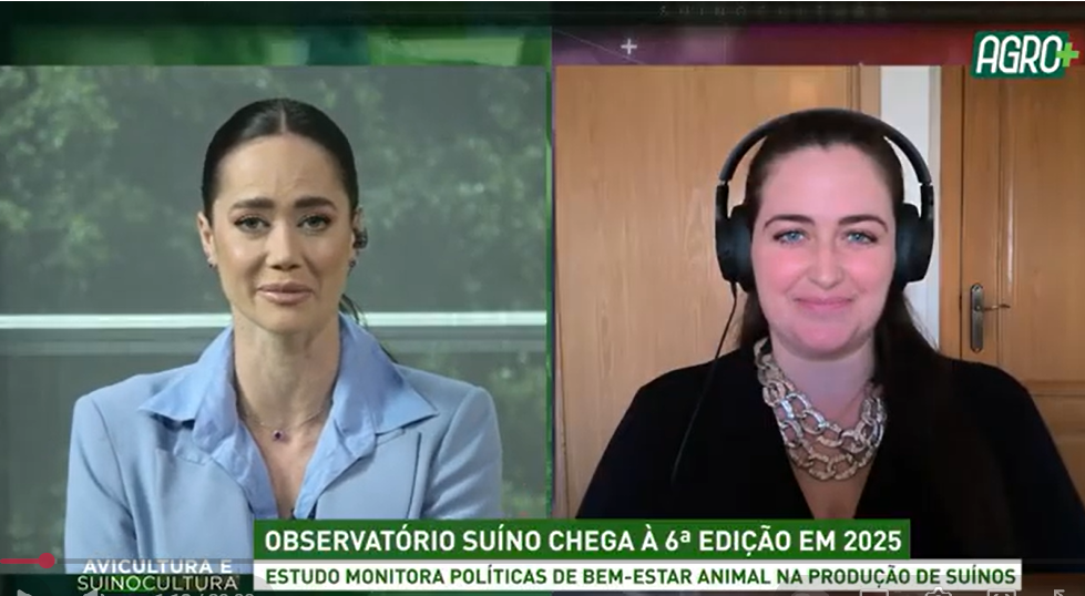 Observatório Suíno chega à 6ª edição em 2025: estudo monitora políticas de bem-estar animal Observatório Suíno chega à 6ª edição em 2025: estudo monitora políticas de bem-estar animal