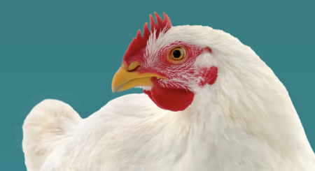 Conheça os signatários no Brasil do Better Chicken Commitment