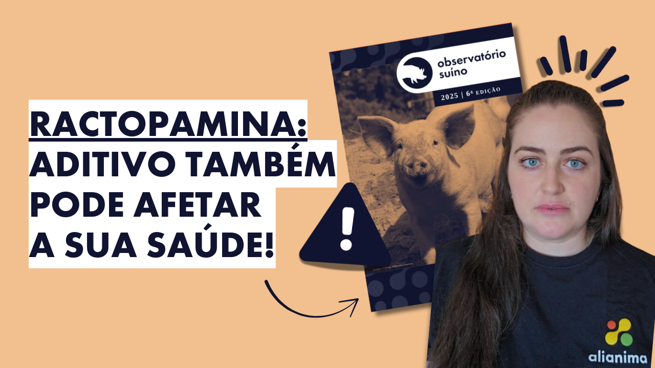 Pigs Suínos em Família