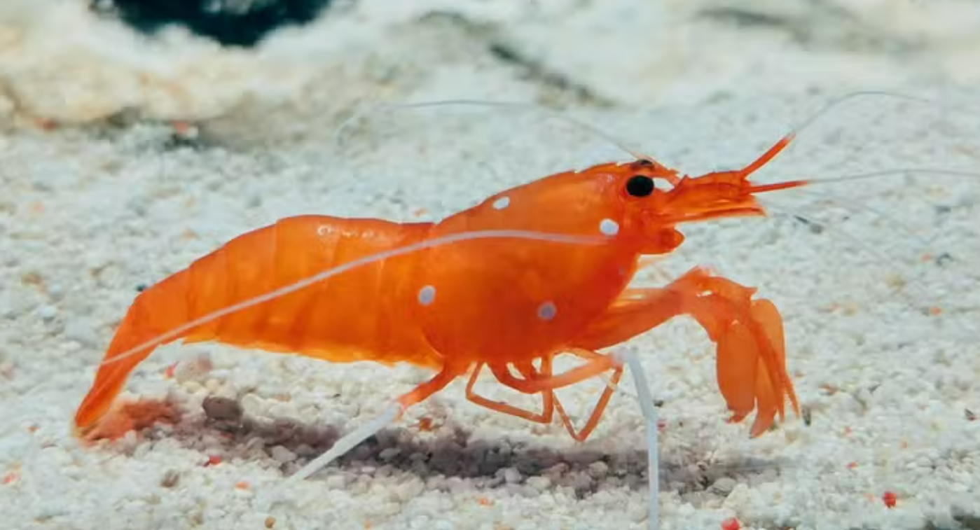 Camarão sente dor? O que a ciência sabe sobre a Camarão sente dor? O que a ciência sabe sobre a
