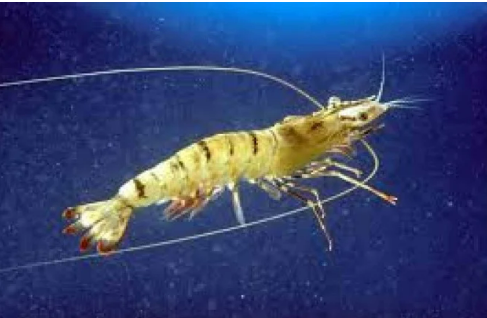 Cientistas atestam que crustáceos sentem medo e dor Cientistas atestam que crustáceos sentem medo e dor