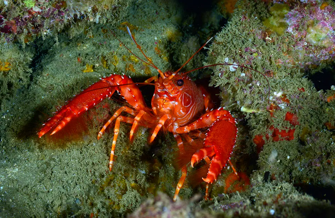 Especialistas assinam documento de Senciência em Crustáceos, que afirma que esses animais sentem dor Especialistas assinam documento de Senciência em Crustáceos, que afirma que esses animais sentem dor