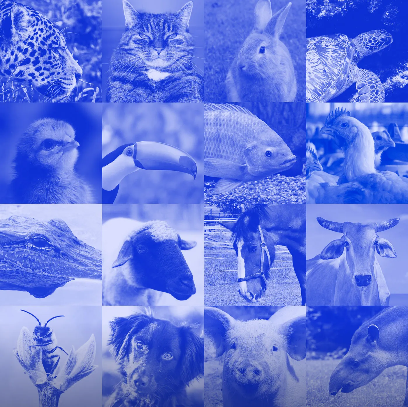 termômetro animal 2026 termômetro animal 2026