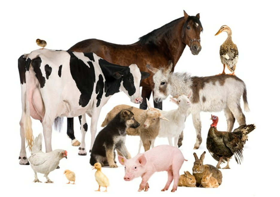 Entre o afeto e a omissão: por que ignoramos os animais que não vivem dentro de casa? Entre o afeto e a omissão: por que ignoramos os animais que não vivem dentro de casa?