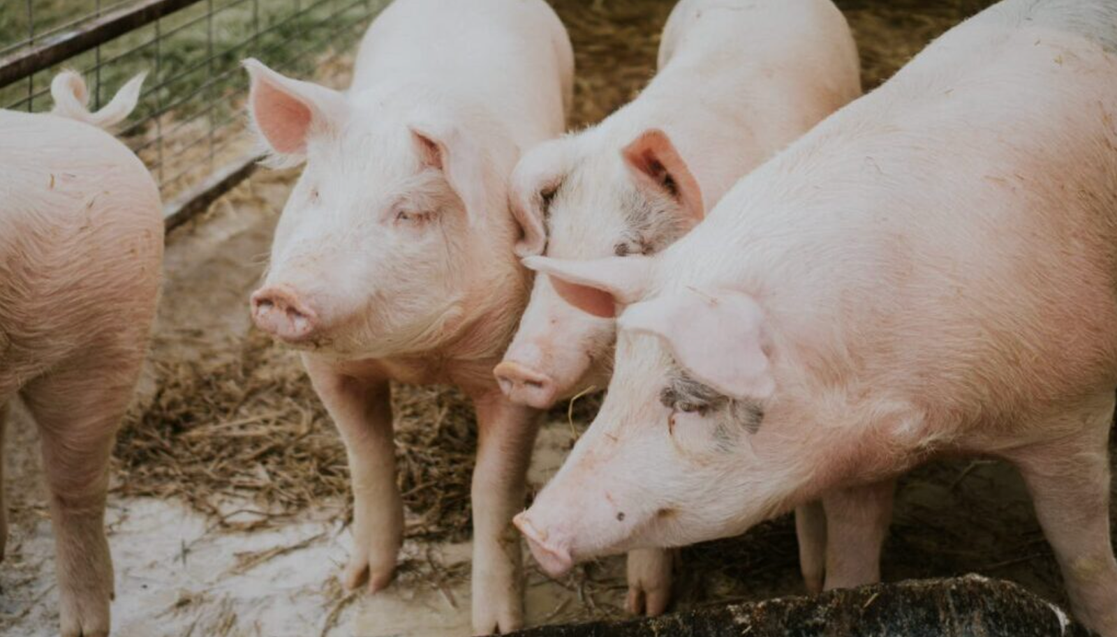 ONG de proteção animal abre inscrições para palestras gratuitas em universidades ONG de proteção animal abre inscrições para palestras gratuitas em universidades