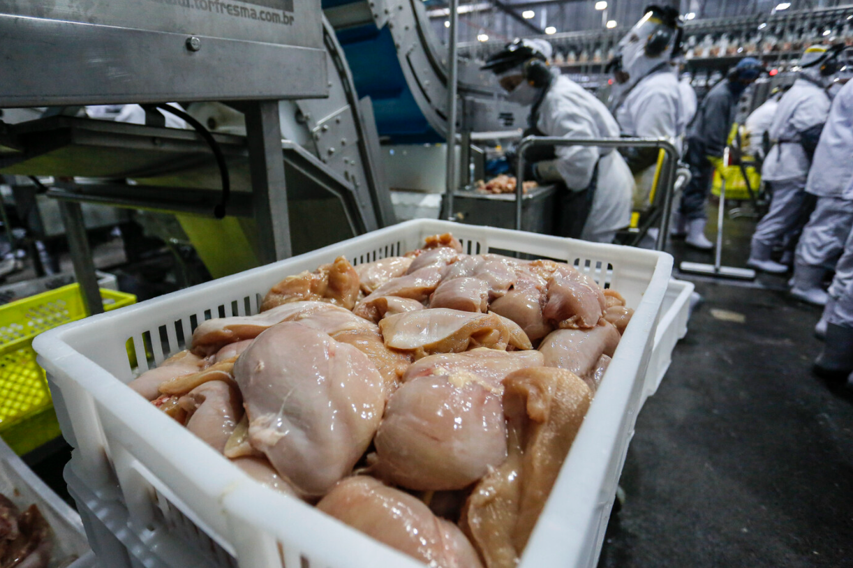 Avicultura brasileira enfrenta cobrança crescente por padrões internacionais de produção Avicultura brasileira enfrenta cobrança crescente por padrões internacionais de produção