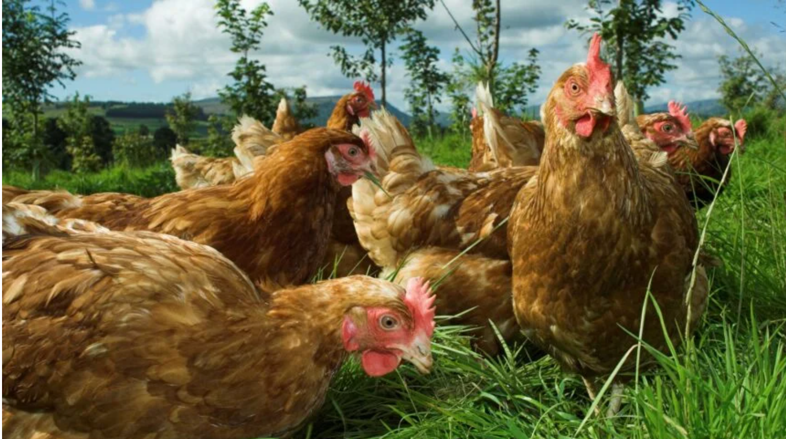 Produção de ovos “cage-free” é tendência, mas ainda tropeça no varejo Produção de ovos “cage-free” é tendência, mas ainda tropeça no varejo