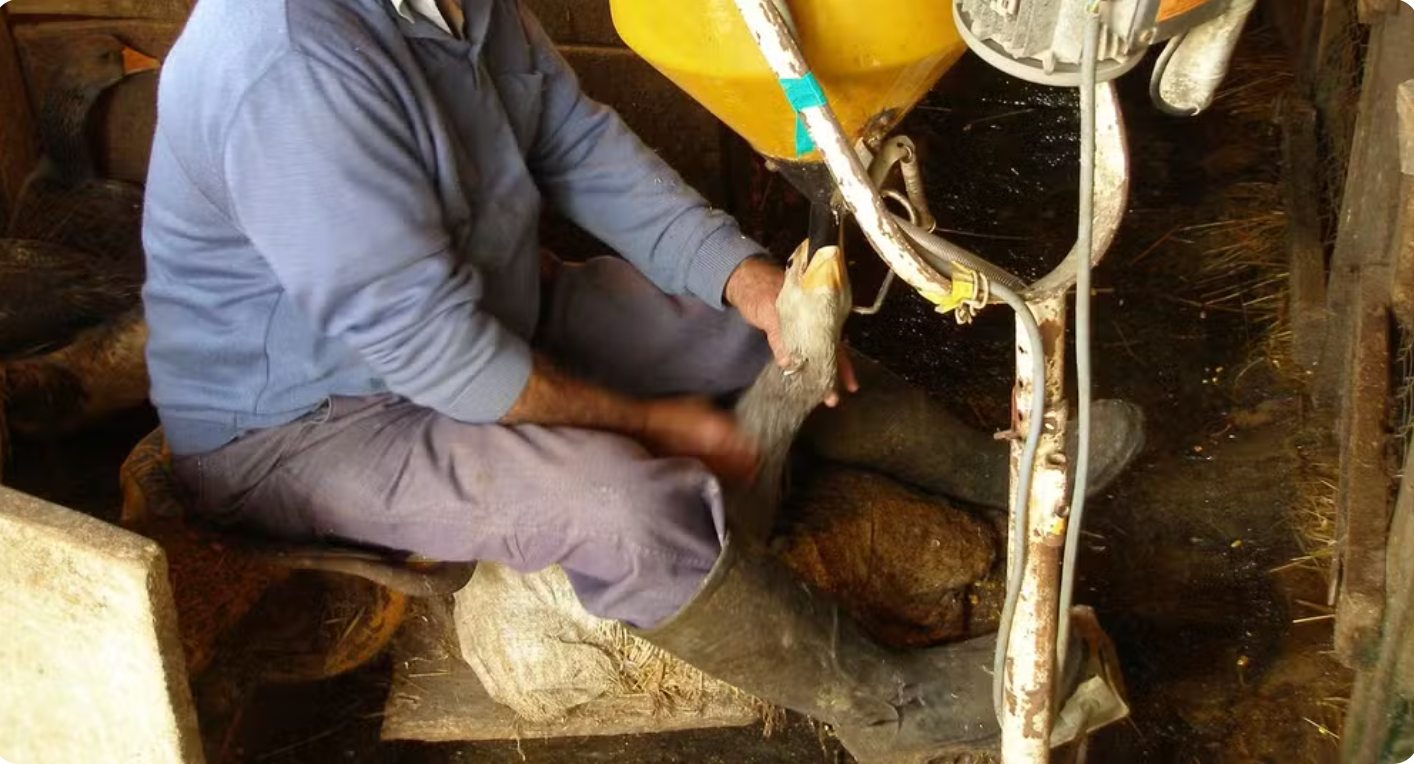 Brasil proíbe foie gras após classificar técnica como maus-tratos Brasil proíbe foie gras após classificar técnica como maus-tratos