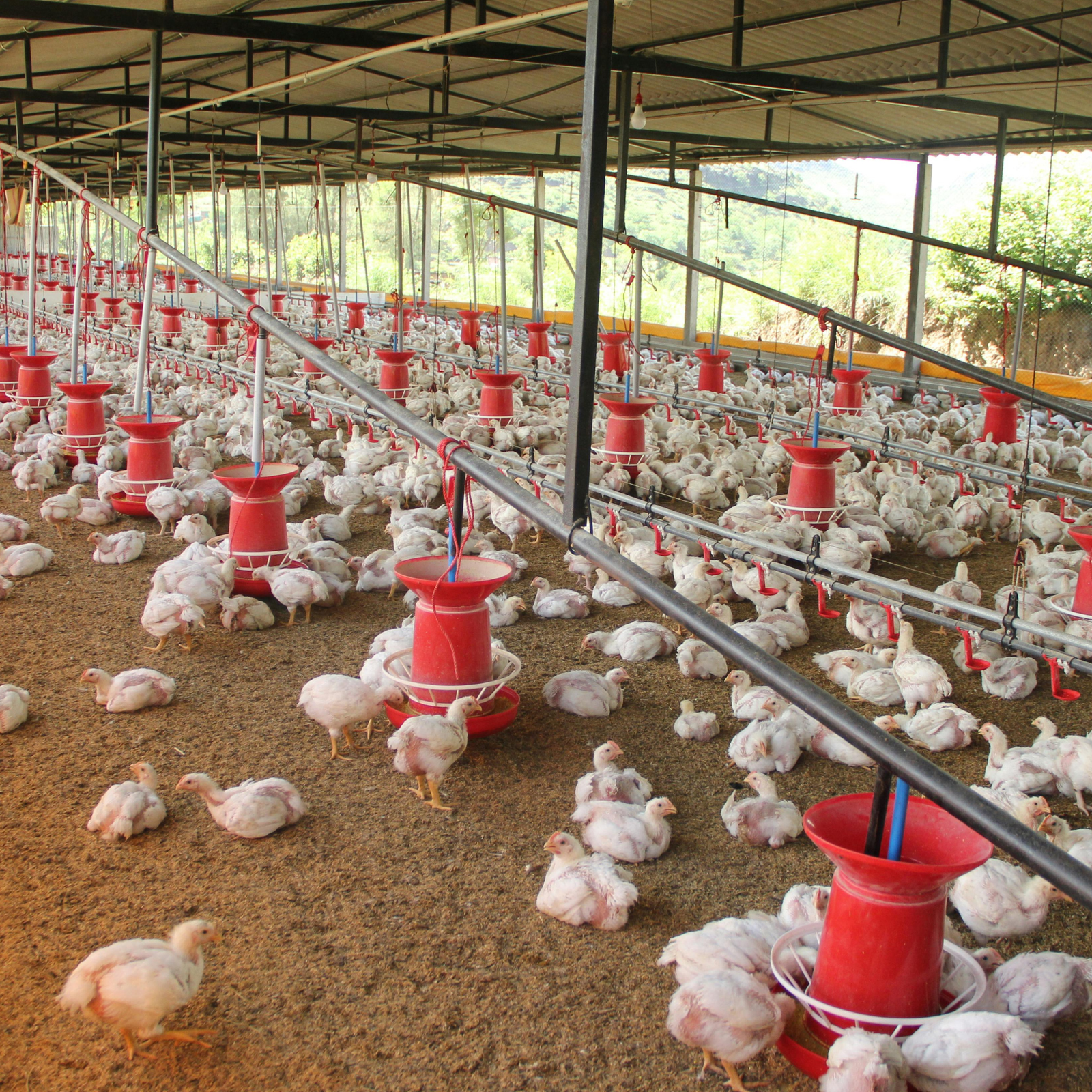 Bem-estar animal redefine os rumos da avicultura brasileira e ganha peso na disputa pelos mercados globais Bem-estar animal redefine os rumos da avicultura brasileira e ganha peso na disputa pelos mercados globais