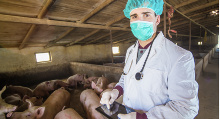 Uso de antimicrobianos na suinocultura e atuação da Alianima