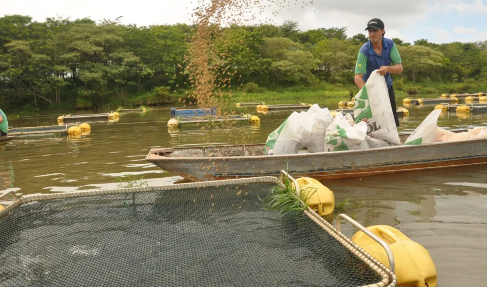 Produção de tilápia cresce 148% em dez anos e chega a 707,5 mil toneladas Produção de tilápia cresce 148% em dez anos e chega a 707,5 mil toneladas
