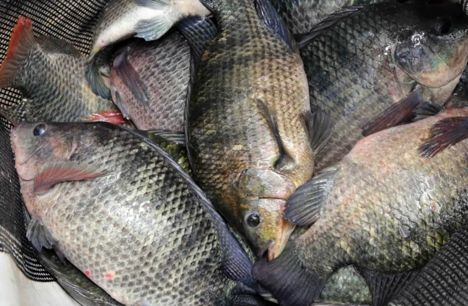Produção de tilápia cresce 148% em dez anos Produção de tilápia cresce 148% em dez anos