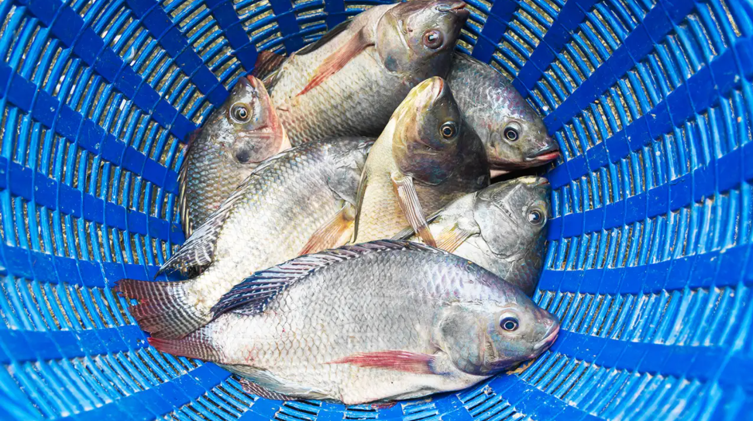Esse é o principal peixe produzido no Brasil. Saiba o que ele tem a oferecer Esse é o principal peixe produzido no Brasil. Saiba o que ele tem a oferecer