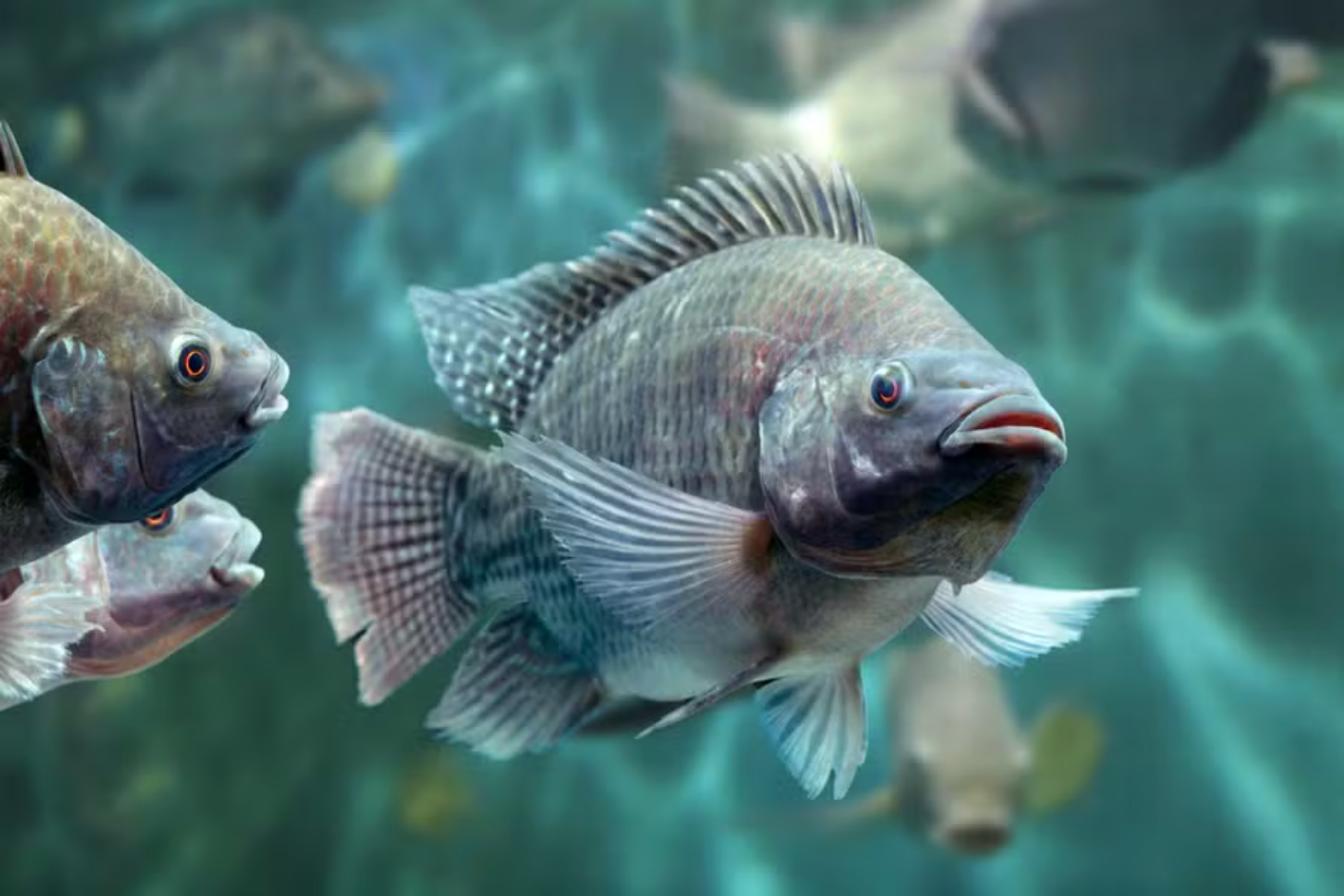 Peixe pode ficar estressado? Saiba como identificar os sinais Peixe pode ficar estressado? Saiba como identificar os sinais