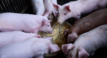 Ractopamina na suinocultura: impactos na produção, no bem-estar animal e na saúde humana