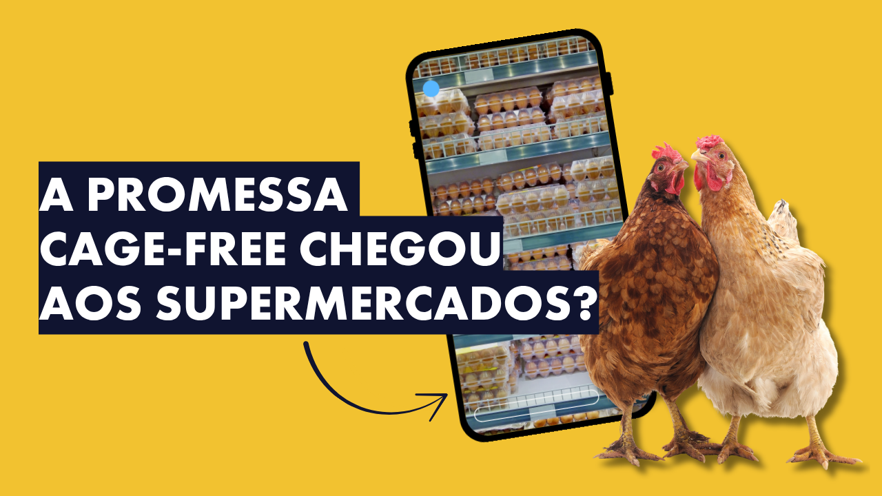 A promessa cage-free chegou aos supermercados? A promessa cage-free chegou aos supermercados?
