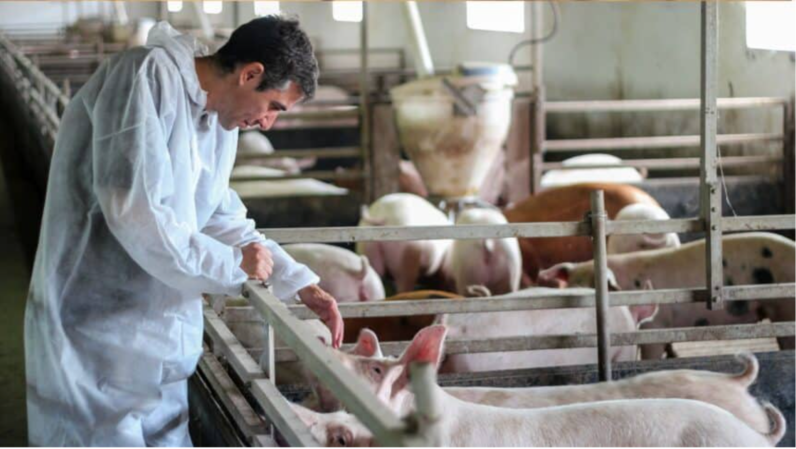 Alianima Lança Observatório Suíno 2026 e Aponta Atrasos nas Metas de Bem-estar Animal Alianima Lança Observatório Suíno 2026 e Aponta Atrasos nas Metas de Bem-estar Animal