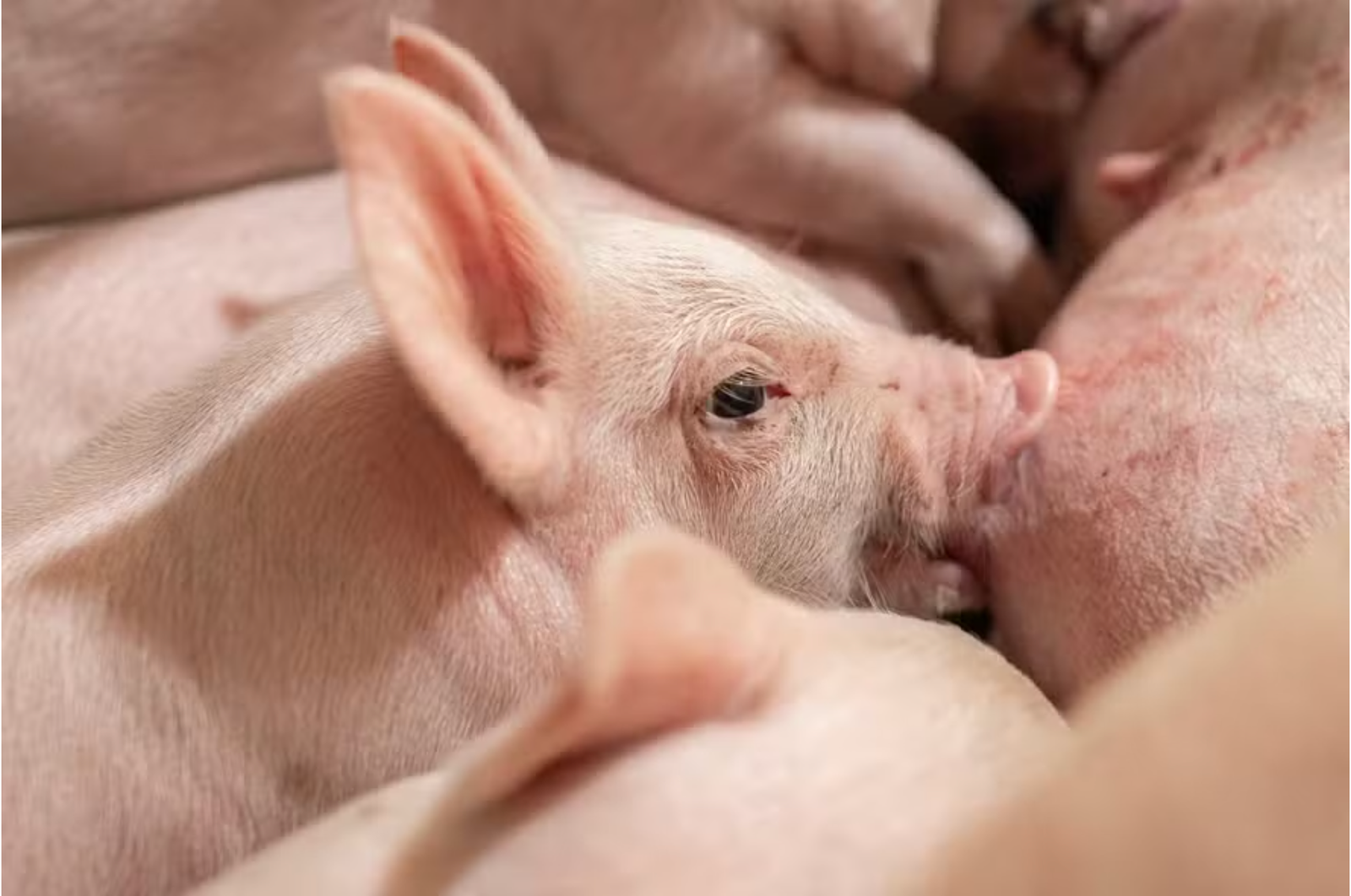 Bem-estar animal avança na suinocultura, mas financiamento é entrave Bem-estar animal avança na suinocultura, mas financiamento é entrave